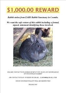 stolen rabbits