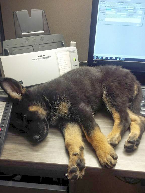 Cute Alert: Police dog caught sleeping on the job ...