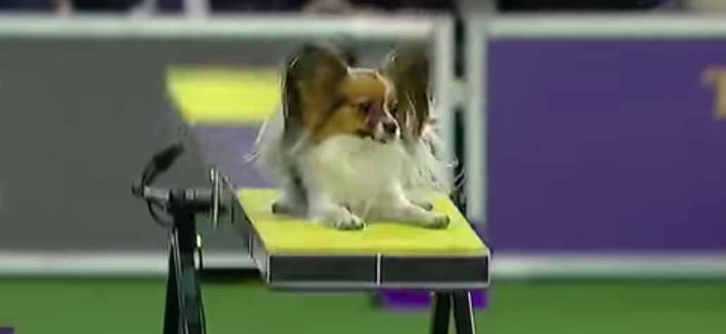 gabby agility dog